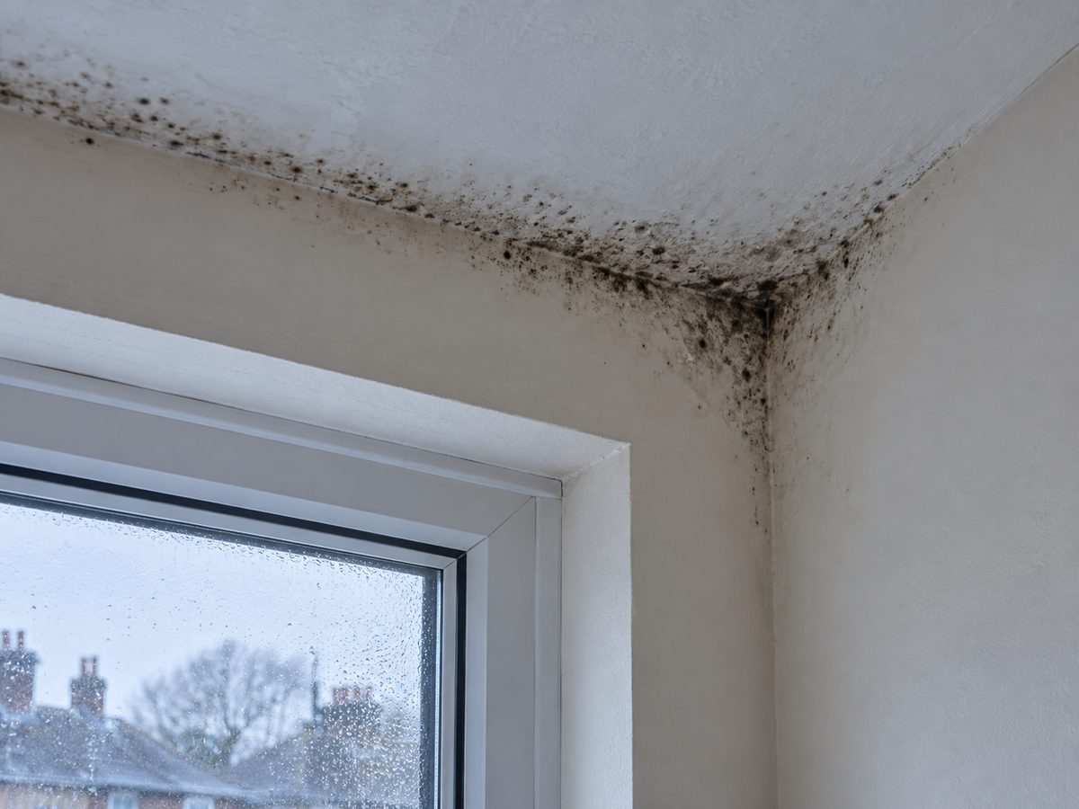 Black mould spots along the join between a bedroom ceiling and an outside wall, above a window